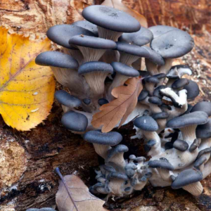 Blue Oyster