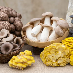 Gourmet Mushroom Grow Kit (6lb)