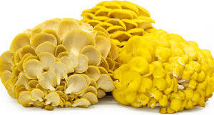 Golden Oyster