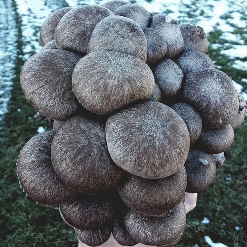 Black Pearl Oyster - Image 2