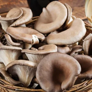 Black Pearl Oyster