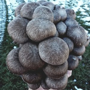 black-pearl-mushroom
